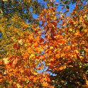 Acer saccharum automne